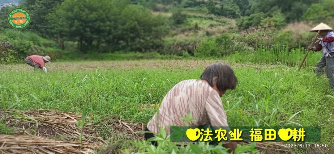 生姜赞歌-浙江仙居 七不小黄姜 鲜嫩姜 新鲜 超新上市 每周超鲜嫩姜2斤/5斤 生姜鲜姜2023年9月现采现发 生态自然