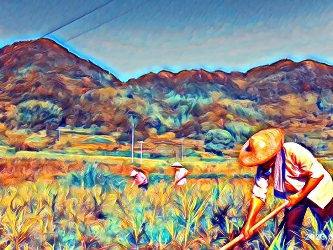 中秋国庆 七不姜赞歌-浙江仙居 七不小黄姜 鲜嫩姜 新鲜 上市现采现发;秋收水稻大米预售特惠 送七不自酿会员定制白酒中秋赠品 中秋国庆 七不姜赞歌-浙江仙居 七不小黄姜 鲜嫩姜 新鲜 上市现采现发;秋收水稻大米预售特惠 送七不自酿会员定制白酒中秋赠品