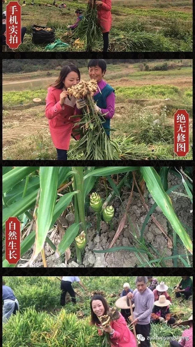 纯正湖南小黄姜干姜片,给您一份浓浓的爱…… 纯正湖南小黄姜干姜片,给您一份浓浓的爱……