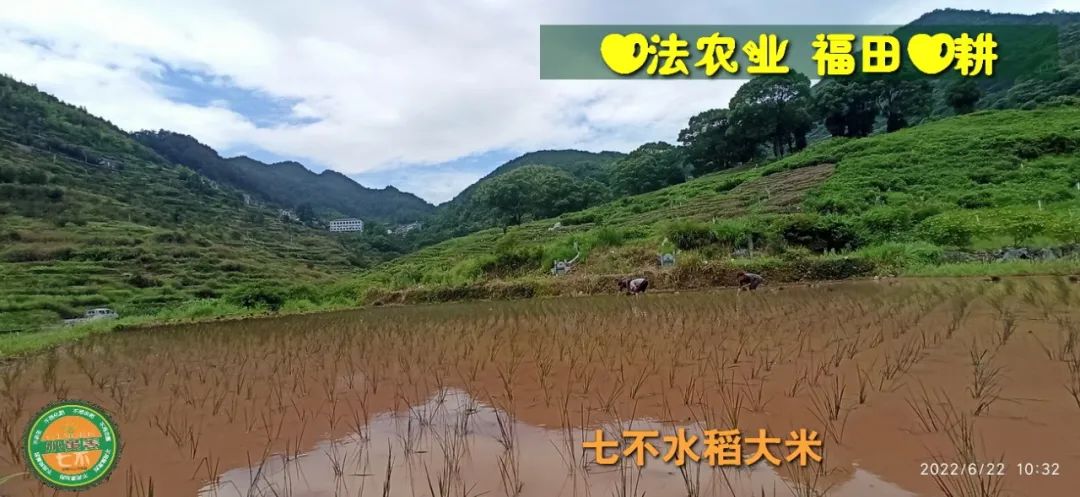 预定有礼-订购大米送生姜。2022年秋收浙江仙居新米⑤红籼米④黑米⑨勇优12粳米⑥糯米⑩香米华优18籼米 ⑾嘉丰优2号籼米 预定有礼-订购大米送生姜。2022年秋收浙江仙居新米⑤红籼米④黑米⑨勇优12粳米⑥糯米⑩香米华优18籼米 ⑾嘉丰优2号籼米