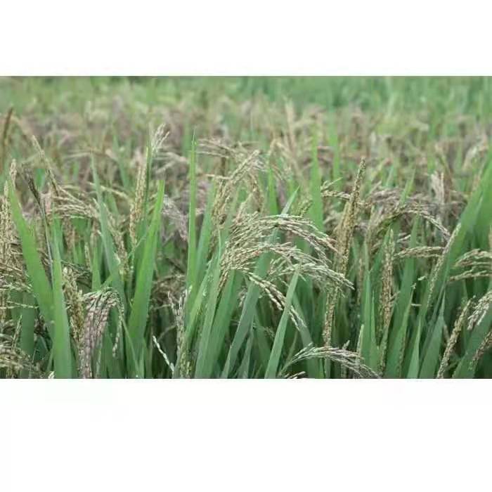 世界黑米原产地，洋县黑米 洋县红米获得国家地理标志保护，