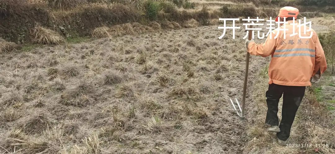 生姜养生-撸起袖子,家庭盆栽及庭院种姜了..薑有佛心 孝道,家庭种姜“富贵竹” 。预定七不姜种、普通姜种、种姜指导 生姜养生-撸起袖子,家庭盆栽及庭院种姜了..薑有佛心 孝道,家庭种姜“富贵竹” 。预定七不姜种、普通姜种、种姜指导