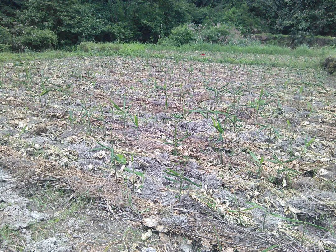 (●'◡'●)6月庆祝春播春种顺利完成! 姜膏姜油 端午糯米 会员积分换购特惠 ,2023预售大米 会员折上折 6.18折 (●'◡'●)6月庆祝春播春种顺利完成! 姜膏姜油 端午糯米 会员积分换购特惠 ,2023预售大米 会员折上折 6.18折