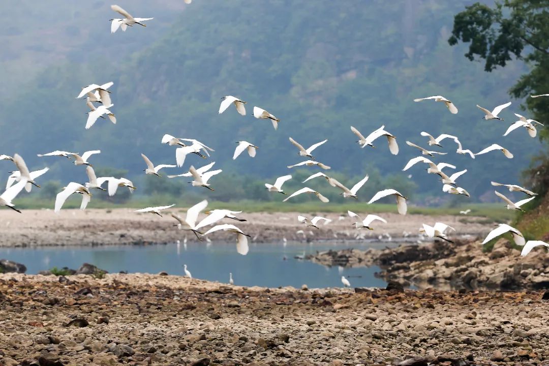 仙居仙景 | 想你的风还是吹到了仙居,“尔滨”老铁们!看仙居给咱整点啥→ 仙居仙景 | 想你的风还是吹到了仙居,“尔滨”老铁们!看仙居给咱整点啥→