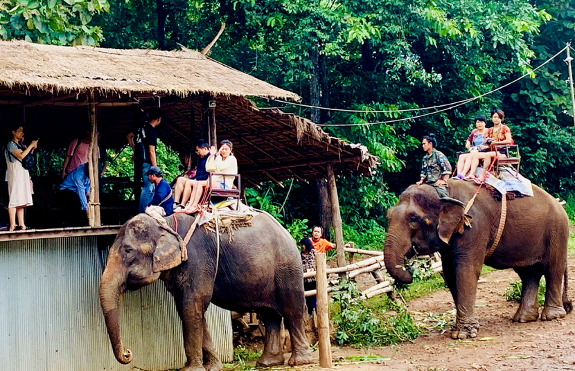 他山之石 | 清迈的30亩生姜农场,亲子间的自然学堂 他山之石 | 清迈的30亩生姜农场,亲子间的自然学堂