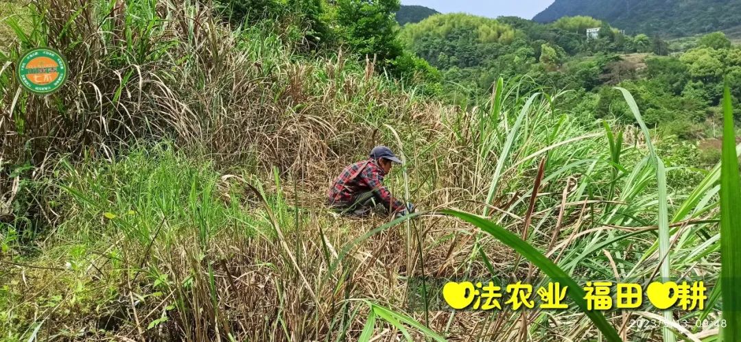 2023年4月-5月 七不姜春播图!家庭厨房生姜如何去皮切片 七不姜5月促销优惠劵 2023年4月-5月 七不姜春播图!家庭厨房生姜如何去皮切片 七不姜5月促销优惠劵