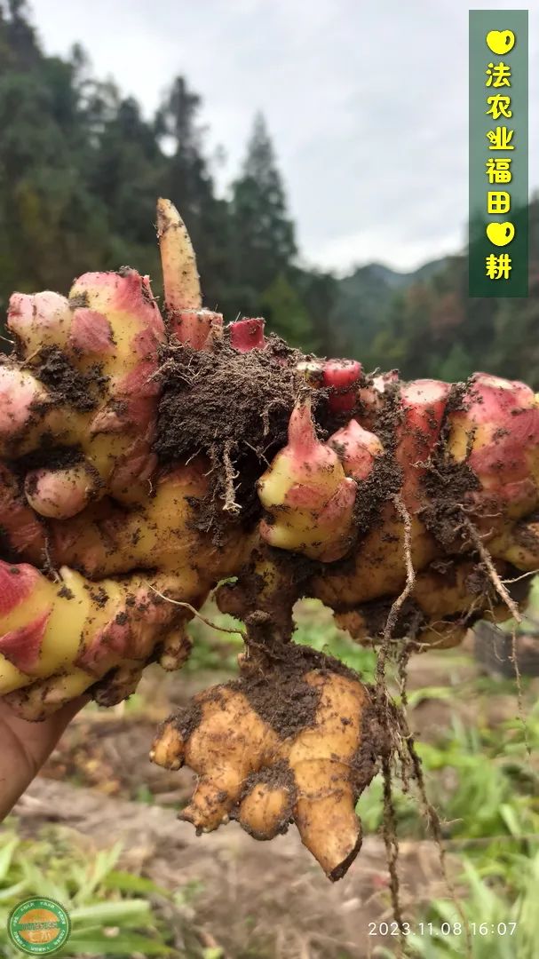 2024年新春福袋 七不姜全家福 礼装 龙重登场´◡` ꒰^ↀωↀ^꒱ 2024年新春福袋 七不姜全家福 礼装 龙重登场´◡` ꒰^ↀωↀ^꒱