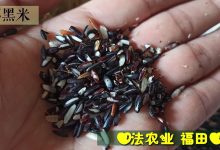 七不黑米 黑皮籼糙米 黑稻谷 洋县香米种籽自留种 无染色 介绍-七不姜 生姜养生网-明德CSA生态姜园&明安农业