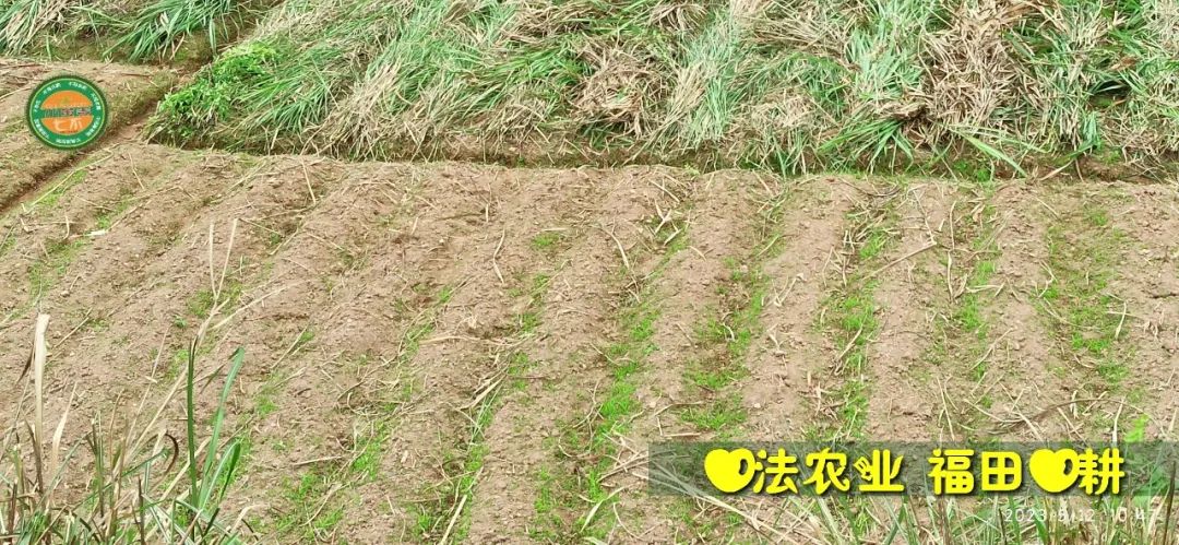 2023年4月-5月 七不姜春播图!家庭厨房生姜如何去皮切片 七不姜5月促销优惠劵 2023年4月-5月 七不姜春播图!家庭厨房生姜如何去皮切片 七不姜5月促销优惠劵