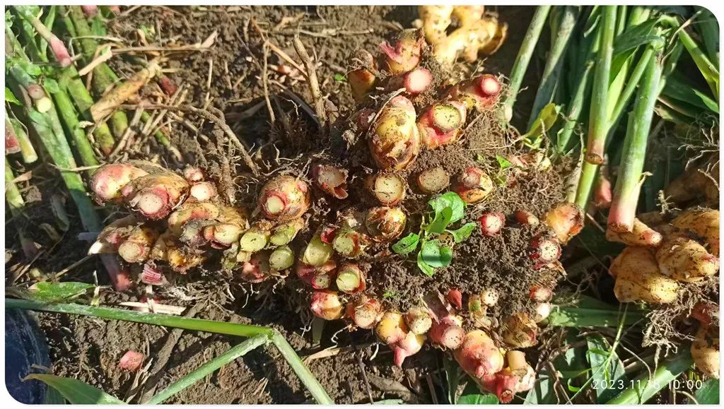 2024年1月新年快乐!元旦快乐!优惠“卷”送给您收下。 2024年1月新年快乐!元旦快乐!优惠“卷”送给您收下。