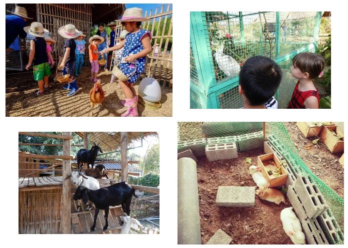 泰国这家亲子农场凭什么成为学习典范? 吸引全世界的目光 泰国这家亲子农场凭什么成为学习典范? 吸引全世界的目光