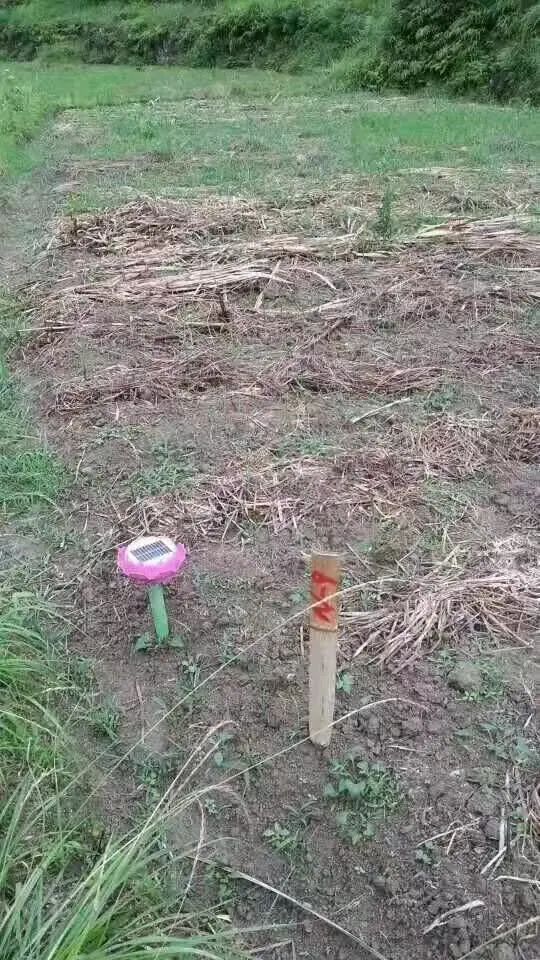 (●'◡'●)6月庆祝春播春种顺利完成! 姜膏姜油 端午糯米 会员积分换购特惠 ,2023预售大米 会员折上折 6.18折 (●'◡'●)6月庆祝春播春种顺利完成! 姜膏姜油 端午糯米 会员积分换购特惠 ,2023预售大米 会员折上折 6.18折