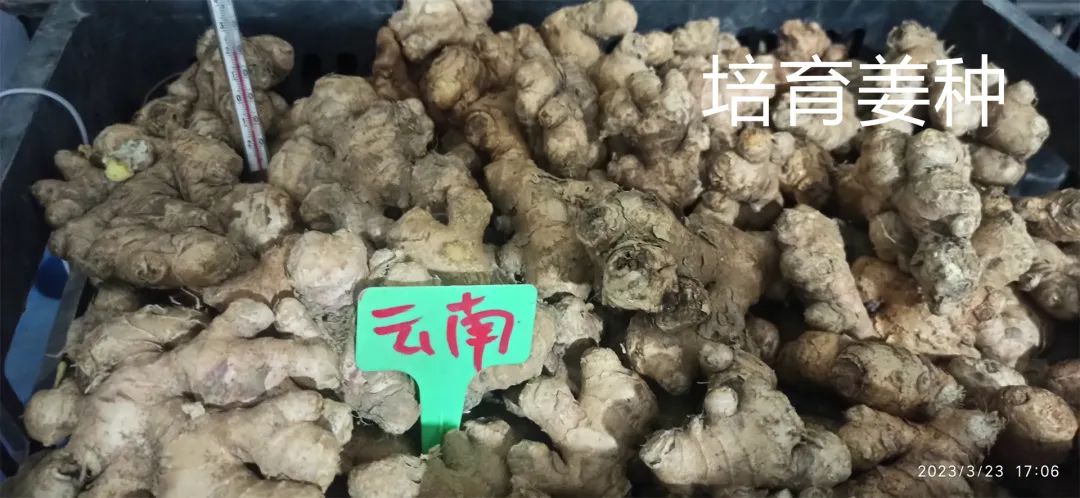 生姜养生-撸起袖子,家庭盆栽及庭院种姜了..薑有佛心 孝道,家庭种姜“富贵竹” 。预定七不姜种、普通姜种、种姜指导 生姜养生-撸起袖子,家庭盆栽及庭院种姜了..薑有佛心 孝道,家庭种姜“富贵竹” 。预定七不姜种、普通姜种、种姜指导