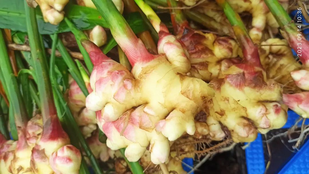 加入我们的七不姜养生微信群,专享2023年丰收节庆亚运优惠券! 满30元,即可立减10元!仅2天。 加入我们的七不姜养生微信群,专享2023年丰收节庆亚运优惠券! 满30元,即可立减10元!仅2天。