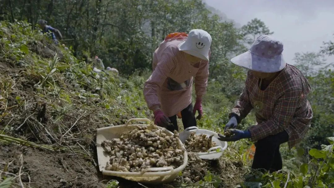 农业与互联网｜蒙自小黄姜：电商助农稳度“姜周期”