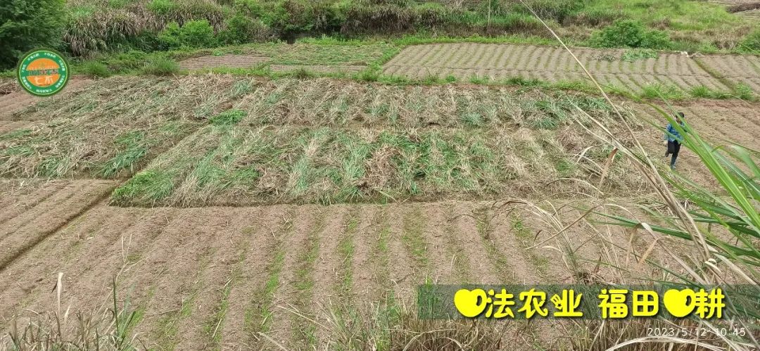 2023年4月-5月 七不姜春播图!家庭厨房生姜如何去皮切片 七不姜5月促销优惠劵 2023年4月-5月 七不姜春播图!家庭厨房生姜如何去皮切片 七不姜5月促销优惠劵