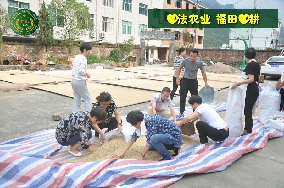 七不红米水稻9月11日上市现货销售-新米限时特惠 家庭大米专场:红米/糯米/ 黑米/泰两优217/中浙优H7 品种多质量优 七不红米水稻9月11日上市现货销售-新米限时特惠 家庭大米专场:红米/糯米/ 黑米/泰两优217/中浙优H7 品种多质量优