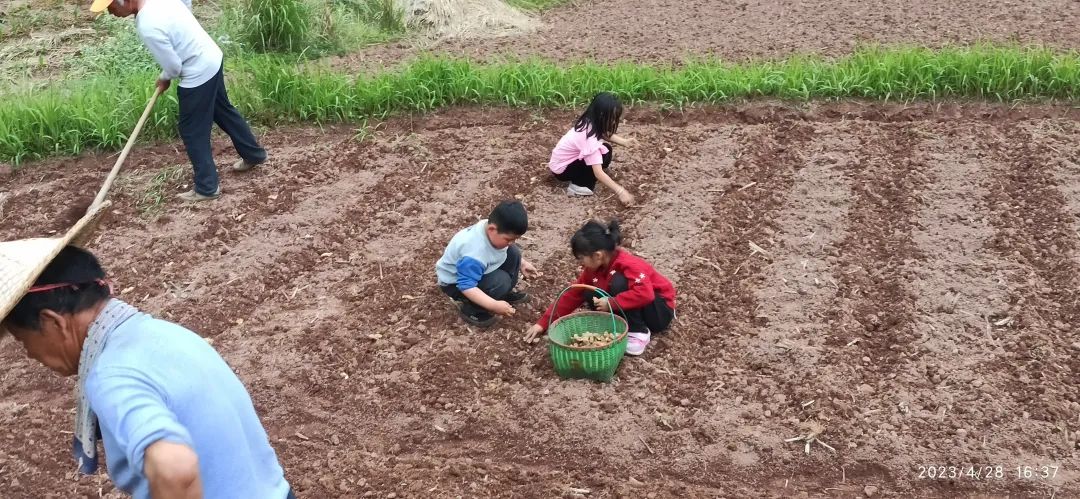 五一节快乐!七不大米3折特惠!不曾下得春时种 空向田头望有秋;欲乘长日劝春耕 努力惜春华:农田 山地 家庭 日本 泰国种姜... 五一节快乐!七不大米3折特惠!不曾下得春时种 空向田头望有秋;欲乘长日劝春耕 努力惜春华:农田 山地 家庭 日本 泰国种姜...