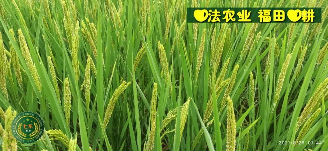 七不红米水稻9月11日上市现货销售-新米限时特惠 家庭大米专场:红米/糯米/ 黑米/泰两优217/中浙优H7 品种多质量优 七不红米水稻9月11日上市现货销售-新米限时特惠 家庭大米专场:红米/糯米/ 黑米/泰两优217/中浙优H7 品种多质量优