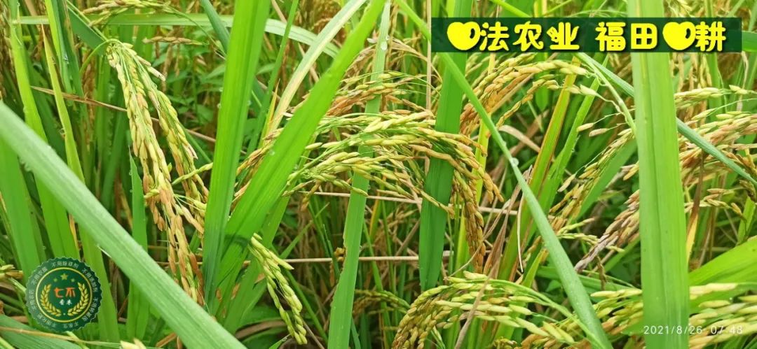 七不红米水稻9月11日上市现货销售-新米限时特惠 家庭大米专场:红米/糯米/ 黑米/泰两优217/中浙优H7 品种多质量优 七不红米水稻9月11日上市现货销售-新米限时特惠 家庭大米专场:红米/糯米/ 黑米/泰两优217/中浙优H7 品种多质量优