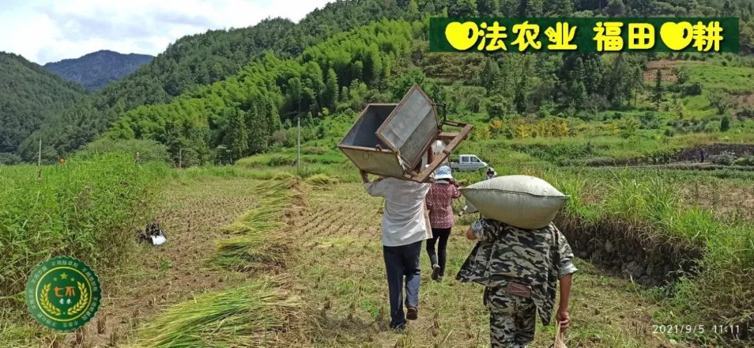 七不红米水稻9月11日上市现货销售-新米限时特惠 家庭大米专场:红米/糯米/ 黑米/泰两优217/中浙优H7 品种多质量优 七不红米水稻9月11日上市现货销售-新米限时特惠 家庭大米专场:红米/糯米/ 黑米/泰两优217/中浙优H7 品种多质量优