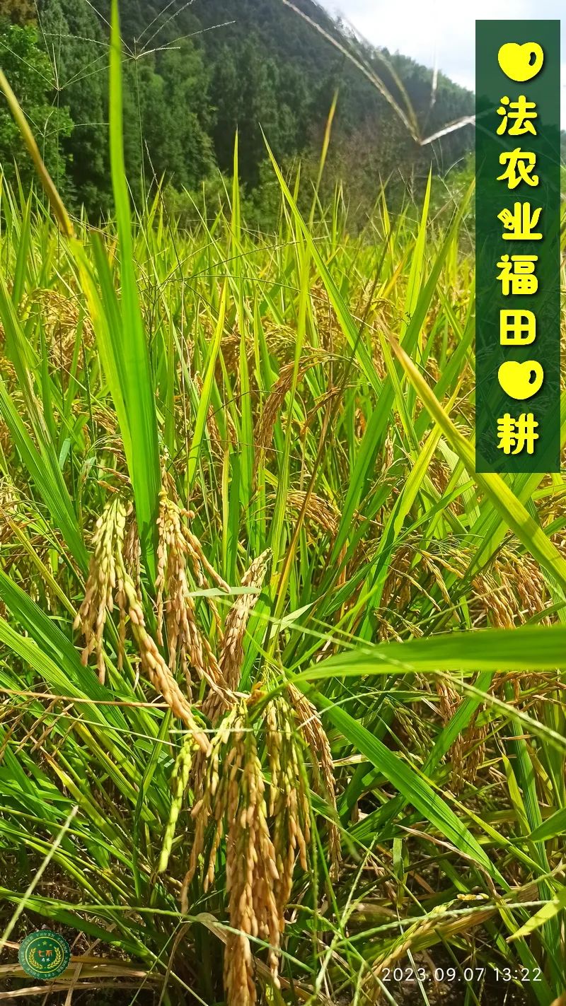 加入我们的七不姜养生微信群,专享2023年丰收节庆亚运优惠券! 满30元,即可立减10元!仅2天。 加入我们的七不姜养生微信群,专享2023年丰收节庆亚运优惠券! 满30元,即可立减10元!仅2天。