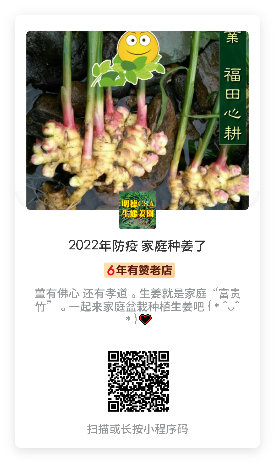 撸起袖子种姜了!家庭农场 盆栽种姜 撸起袖子种姜了!家庭农场 盆栽种姜