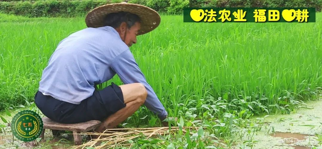 七不红米水稻9月11日上市现货销售-新米限时特惠 家庭大米专场:红米/糯米/ 黑米/泰两优217/中浙优H7 品种多质量优 七不红米水稻9月11日上市现货销售-新米限时特惠 家庭大米专场:红米/糯米/ 黑米/泰两优217/中浙优H7 品种多质量优