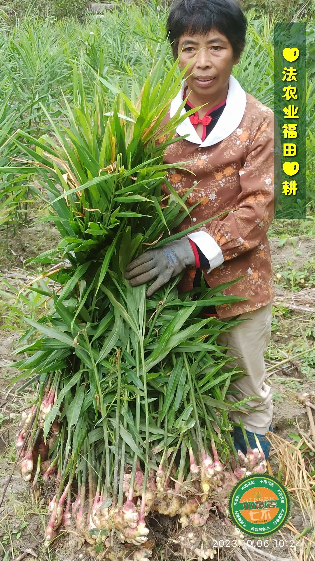 双11活动 特惠套装 浙江仙居 七不小黄姜 鲜姜 新上市 现发 生态自然 明安心法农业 双11活动 特惠套装 浙江仙居 七不小黄姜 鲜姜 新上市 现发 生态自然 明安心法农业