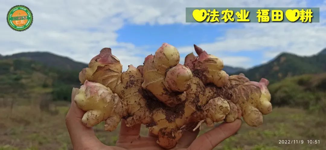 首发:世界各国吃姜名菜谱-印度、巴基斯坦、英国、土耳其、日本、越南,还有乌克兰人是如何吃姜的?姜使用量最多的国家是哪个国家? 首发:世界各国吃姜名菜谱-印度、巴基斯坦、英国、土耳其、日本、越南,还有乌克兰人是如何吃姜的?姜使用量最多的国家是哪个国家?