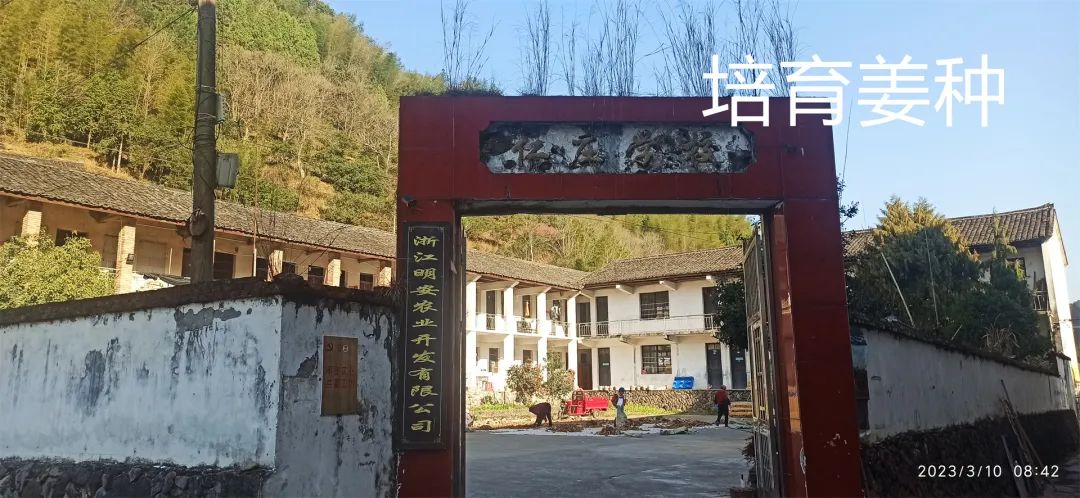 生姜养生-撸起袖子,家庭盆栽及庭院种姜了..薑有佛心 孝道,家庭种姜“富贵竹” 。预定七不姜种、普通姜种、种姜指导 生姜养生-撸起袖子,家庭盆栽及庭院种姜了..薑有佛心 孝道,家庭种姜“富贵竹” 。预定七不姜种、普通姜种、种姜指导