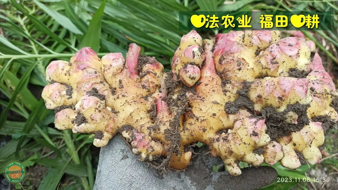 迎春福袋 七不姜全家福 礼袋套装 特惠折扣