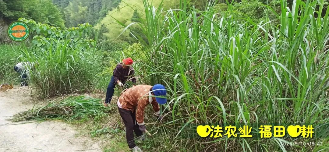 2023年4月-5月 七不姜春播图!家庭厨房生姜如何去皮切片 七不姜5月促销优惠劵 2023年4月-5月 七不姜春播图!家庭厨房生姜如何去皮切片 七不姜5月促销优惠劵