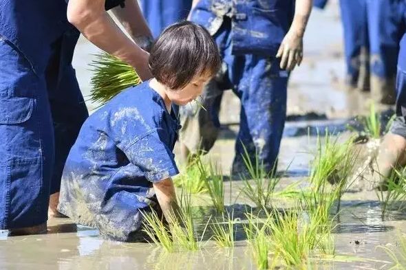 泰国Ginger Farm,30亩土地的亲子农场天天客流爆满! 泰国Ginger Farm,30亩土地的亲子农场天天客流爆满!