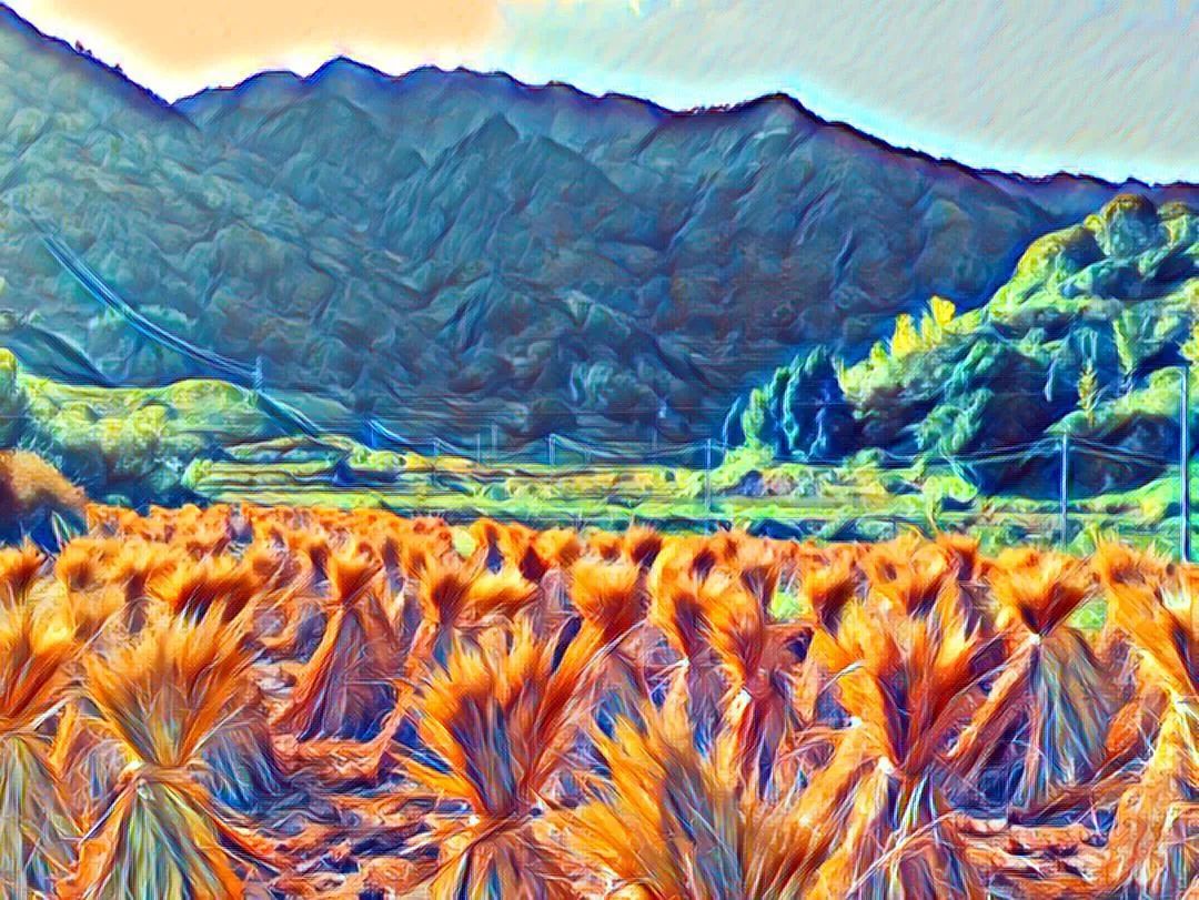 *╭︎( ˙º˙)╯︎*七不水稻秋收 明安农业田园油画展!我们是不是该知足 珍惜一切 就算没有拥有.... *╭︎( ˙º˙)╯︎*七不水稻秋收 明安农业田园油画展!我们是不是该知足 珍惜一切 就算没有拥有....