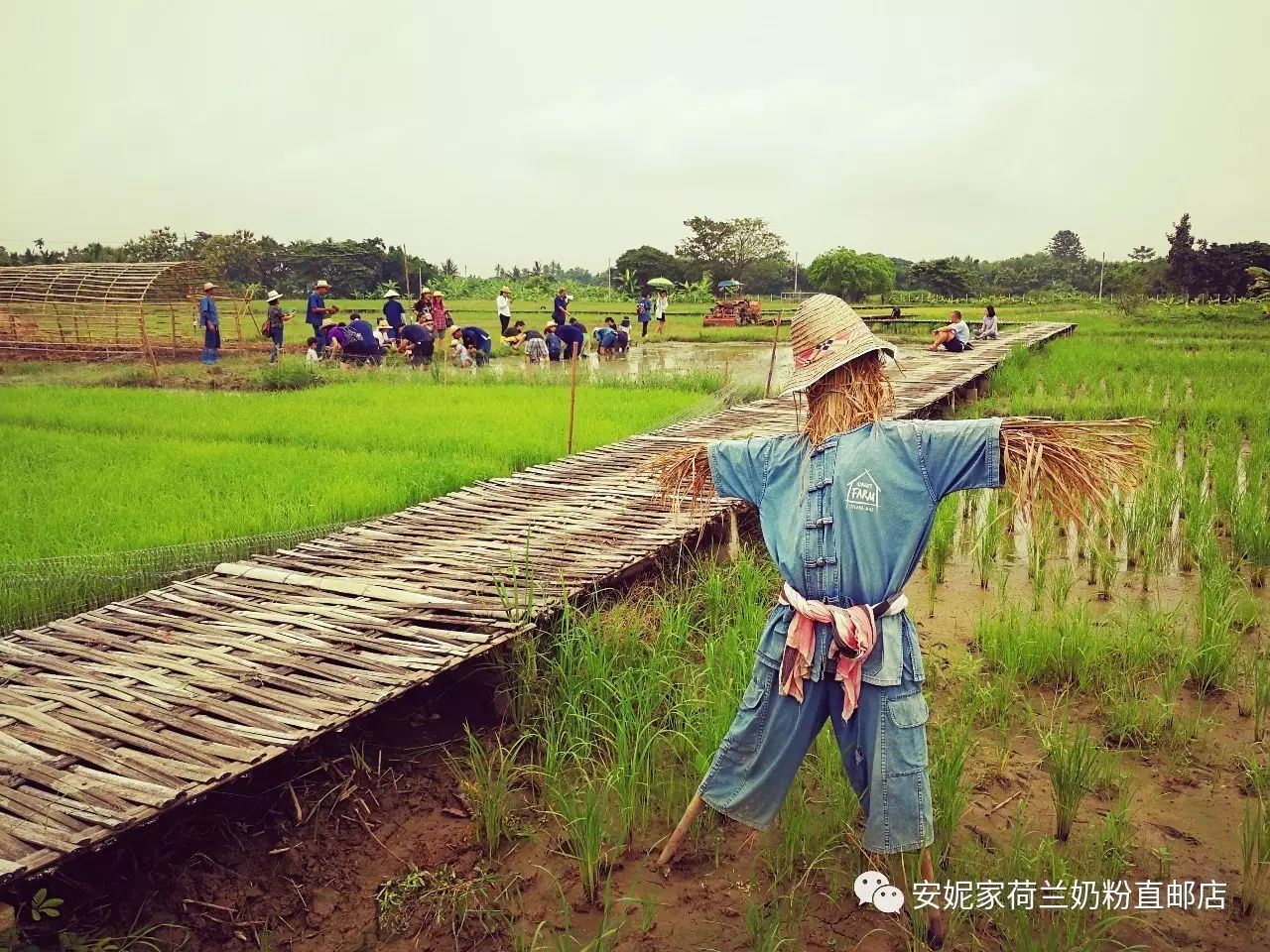 【清迈】GINGER FARM里的泰国农家乐,可以举办生日趴体,10月份假期日托班信息在贴底 【清迈】GINGER FARM里的泰国农家乐,可以举办生日趴体,10月份假期日托班信息在贴底