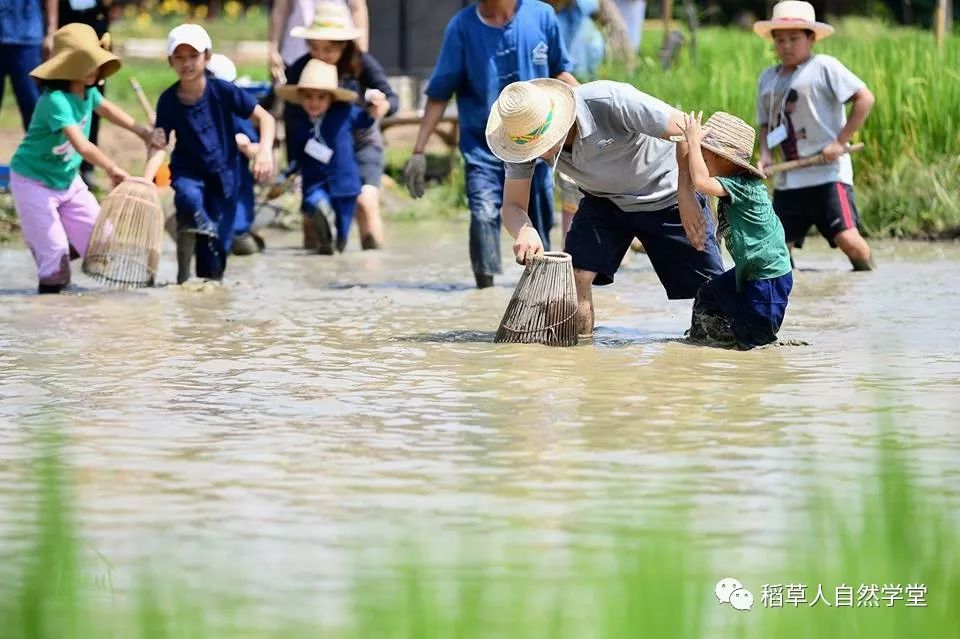 探访清迈Ginger Farm(2018.7.7) 探访清迈Ginger Farm(2018.7.7)