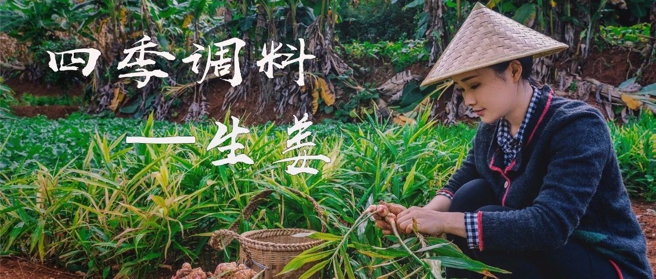 四季调料:生姜,早上三片姜,赛过喝参汤-七不姜 生姜养生网-明德CSA生态姜园&明安农业