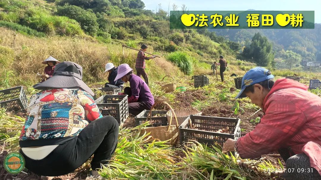 九月中秋套装好礼!送人参酒!中秋快乐!生姜 大米优惠“卷” 经济下行送劵