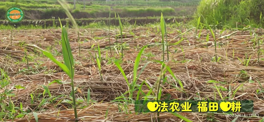 (●'◡'●)6月庆祝春播春种顺利完成! 姜膏姜油 端午糯米 会员积分换购特惠 ,2023预售大米 会员折上折 6.18折 (●'◡'●)6月庆祝春播春种顺利完成! 姜膏姜油 端午糯米 会员积分换购特惠 ,2023预售大米 会员折上折 6.18折