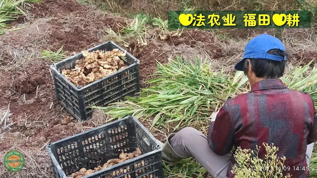 七不姜新春狂欢 送礼 姜粉第二件半价 抽奖过新年 全球精品派克笔/777/S.T.A.M.P.S.表/ZIPPO/瑞士军刀任挑