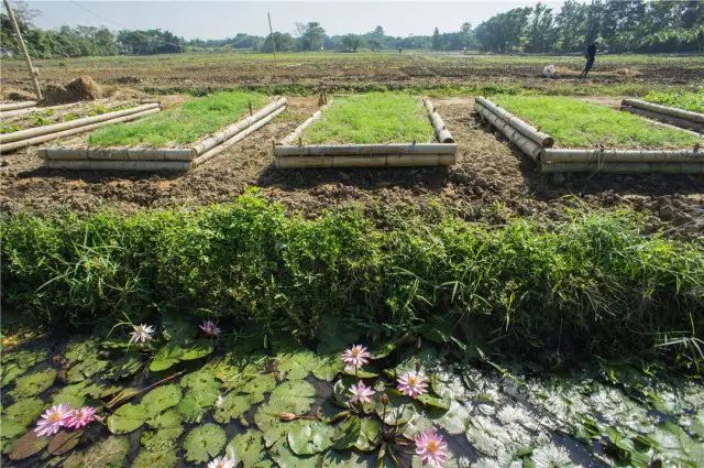 清迈 | 这家开业不久的亲子农庄,太让人动心。 清迈 | 这家开业不久的亲子农庄,太让人动心。