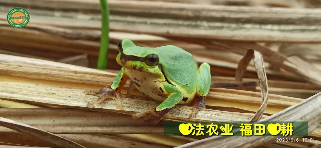七不姜新春狂欢 送礼 姜粉第二件半价 抽奖过新年 全球精品派克笔/777/S.T.A.M.P.S.表/ZIPPO/瑞士军刀任挑