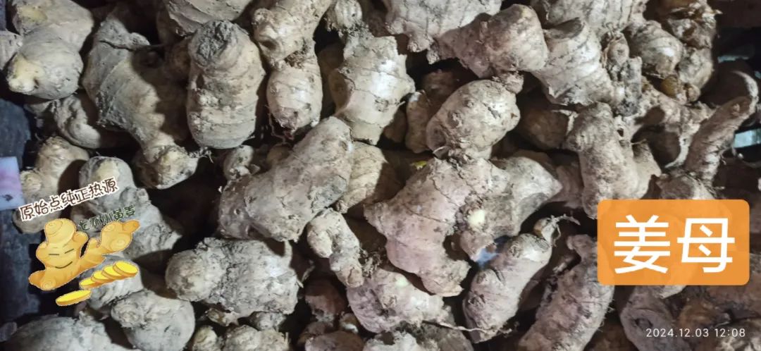 (广告)双12特惠促销 庆祝七不姜秋收完成 (广告)双12特惠促销 庆祝七不姜秋收完成