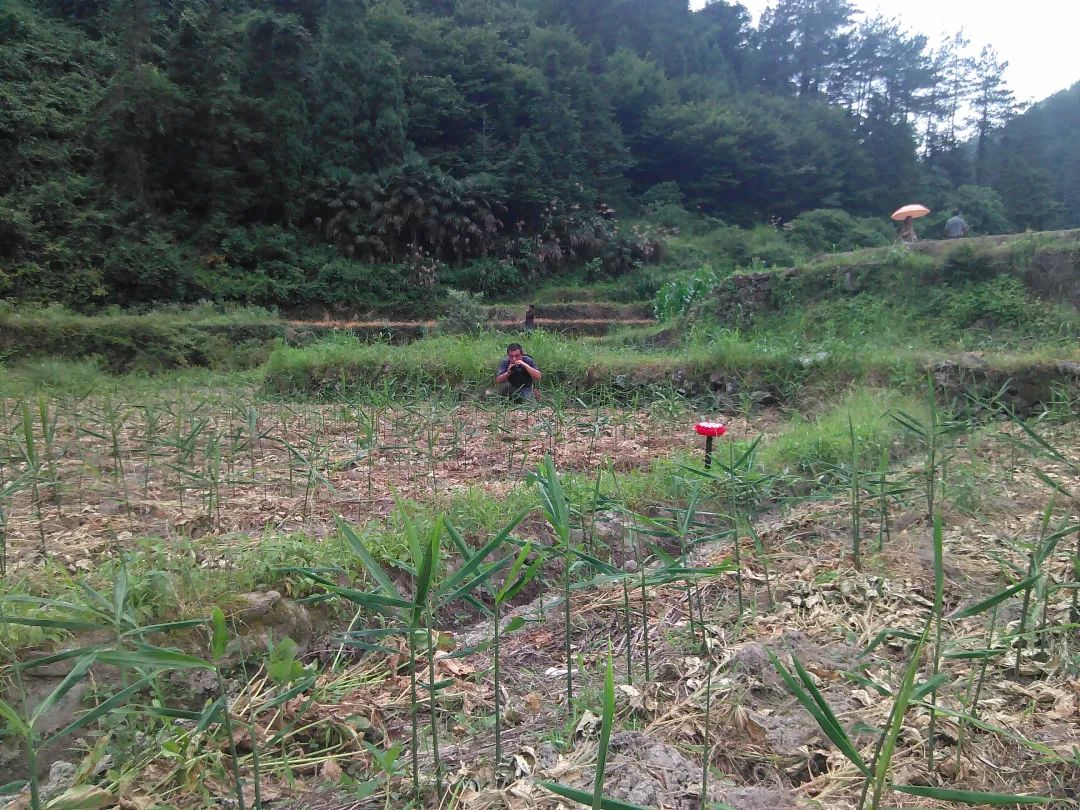(●'◡'●)6月庆祝春播春种顺利完成! 姜膏姜油 端午糯米 会员积分换购特惠 ,2023预售大米 会员折上折 6.18折 (●'◡'●)6月庆祝春播春种顺利完成! 姜膏姜油 端午糯米 会员积分换购特惠 ,2023预售大米 会员折上折 6.18折