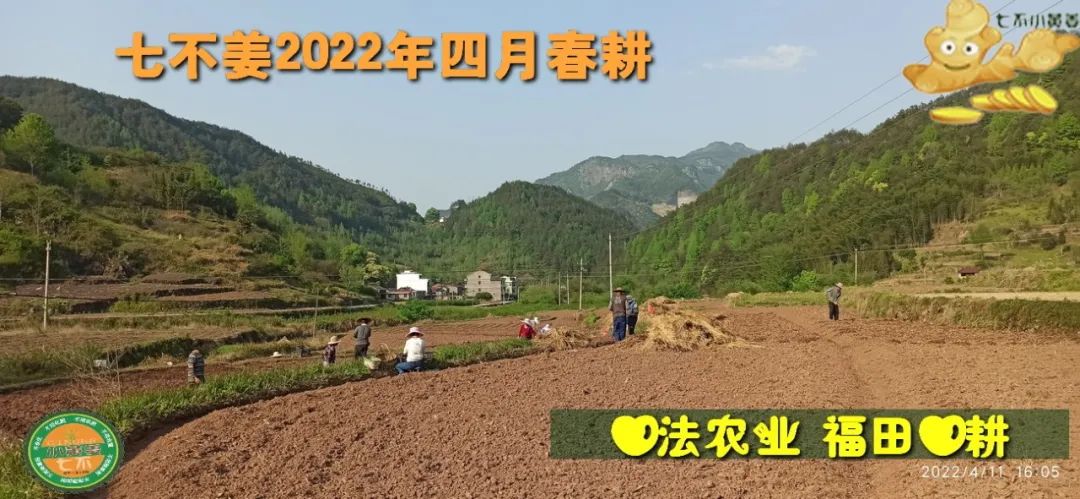 七不姜2022年四月春耕图 七不姜2022年四月春耕图