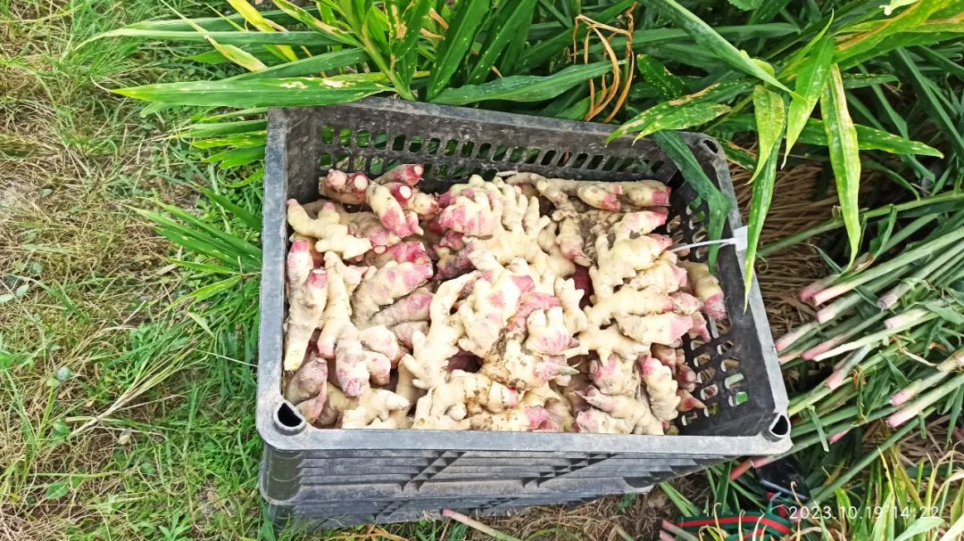 双11活动 特惠套装 浙江仙居 七不小黄姜 鲜姜 新上市 现发 生态自然 明安心法农业 双11活动 特惠套装 浙江仙居 七不小黄姜 鲜姜 新上市 现发 生态自然 明安心法农业