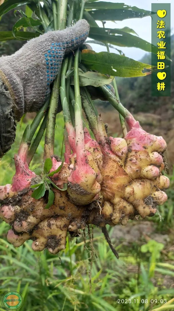 2023年12月 优惠“卷”送给您收下。 庆祝七不姜秋收圆满! 浙江仙居 七不小黄姜 干姜片 姜粉新上市!꒰^ↀωↀ^꒱ 2023年12月 优惠“卷”送给您收下。 庆祝七不姜秋收圆满! 浙江仙居 七不小黄姜 干姜片 姜粉新上市!꒰^ↀωↀ^꒱