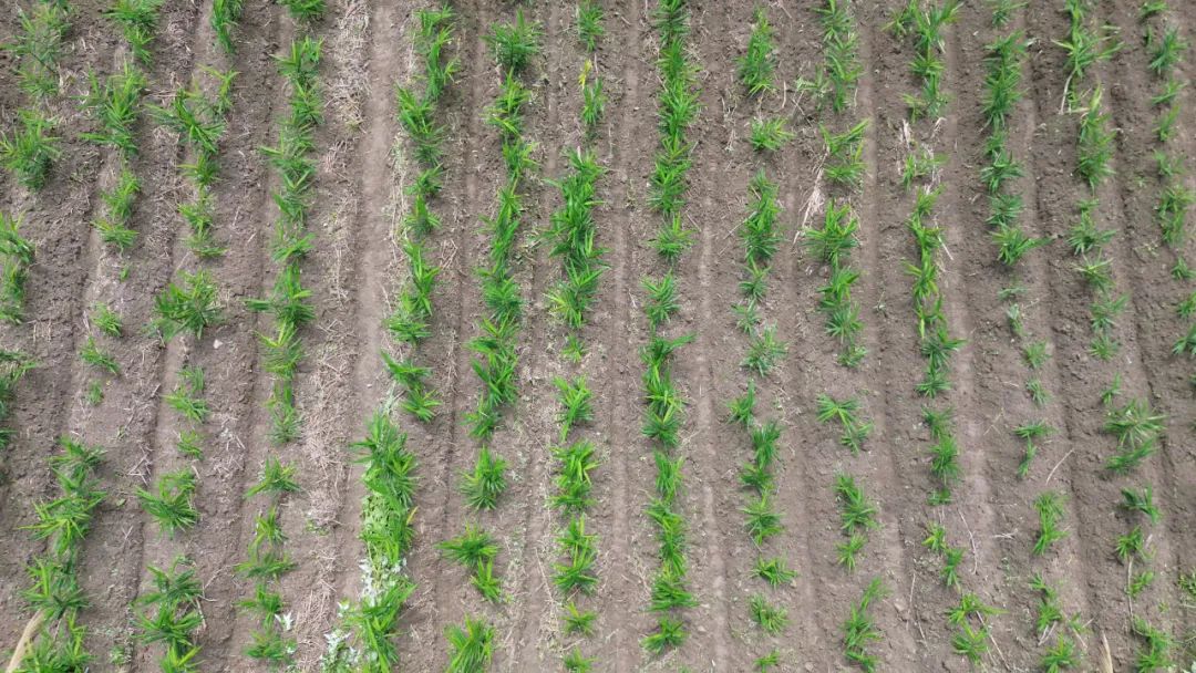 浙江仙居 七不姜 鲜姜 姜片 姜粉秋收 五折预售特惠 2023.8 浙江仙居 七不姜 鲜姜 姜片 姜粉秋收 五折预售特惠 2023.8