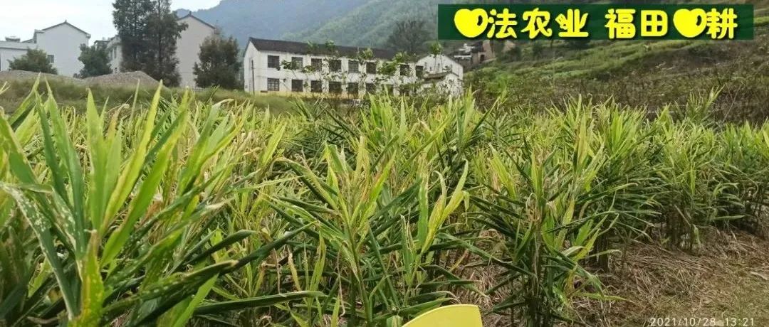 2022年七不姜秋收 明安农业告动物虫鸟书：尊敬的诸位动物虫鸟先生小姐们，七不小黄姜宝贝们-七不姜 生姜养生网-明德CSA生态姜园&明安农业